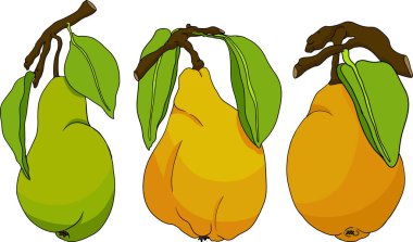 El yapımı, renkli taze armutlar. Etiket, poster, baskı için armut taslak ve renk çizimi. Vektör illüstrasyonu