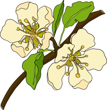 El yapımı, renkli taze armutlar. Etiket, poster, baskı için armut taslak ve renk çizimi. Vektör illüstrasyonu