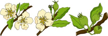 El yapımı, renkli taze armutlar. Etiket, poster, baskı için armut taslak ve renk çizimi. Vektör illüstrasyonu