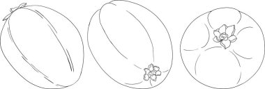 Chiku elementleri. Sapodilla naseberry pouteria çizgisi meyveleri. Egzotik tropikal meyvelerin vektör botanik tasarımı. Vektör illüstrasyonu