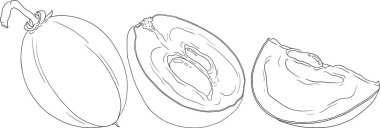 Chiku elementleri. Sapodilla naseberry pouteria çizgisi meyveleri. Egzotik tropikal meyvelerin vektör botanik tasarımı. Vektör illüstrasyonu