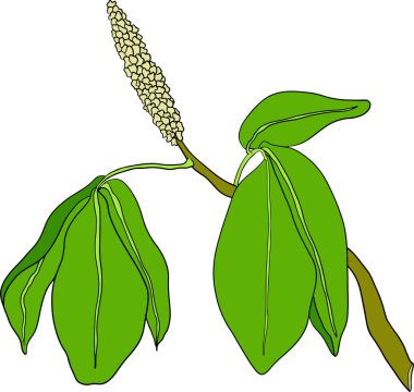 Guarana meyveleri. Enerji içeceği için süper yiyecek. Doğal organik el çizimi izole edilmiş vektör çizimi