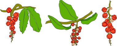Guarana meyveleri. Enerji içeceği için süper yiyecek. Doğal organik el çizimi izole edilmiş vektör çizimi