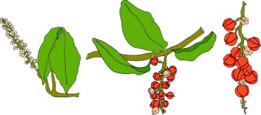 Guarana meyveleri. Enerji içeceği için süper yiyecek. Doğal organik el çizimi izole edilmiş vektör çizimi