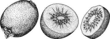Vektör eli, Kiwifruit ya da Çin bektaşi üzümü ya da yangtaosign işlemesi çizilmiş. Tropik egzotik meyve. Vektör illüstrasyonu