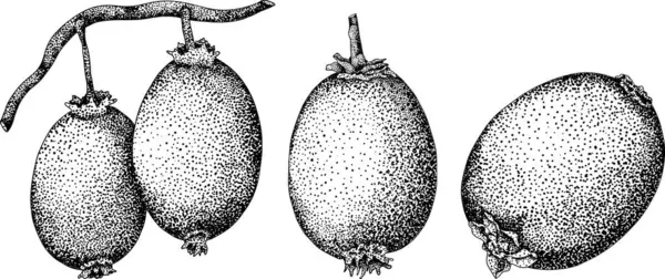Vektör eli, Kiwifruit ya da Çin bektaşi üzümü ya da yangtaosign işlemesi çizilmiş. Tropik egzotik meyve. Vektör illüstrasyonu
