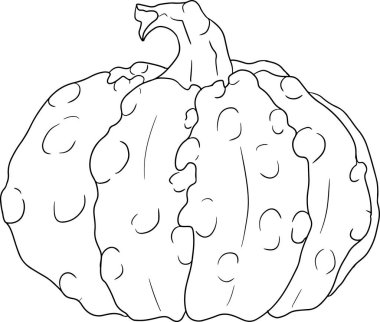 Farklı balkabaklarının el çizimleri ya da boyama sayfaları. Sonbahar sebzesi, sonbahar kabağı. Mevsimlik, Cadılar Bayramı ve Şükran Günü dekorasyonu. Vektör illüstrasyonu