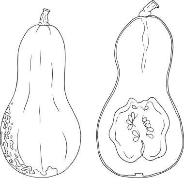 Farklı balkabaklarının el çizimleri ya da boyama sayfaları. Sonbahar sebzesi, sonbahar kabağı. Mevsimlik, Cadılar Bayramı ve Şükran Günü dekorasyonu. Vektör illüstrasyonu