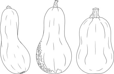 Farklı balkabaklarının el çizimleri ya da boyama sayfaları. Sonbahar sebzesi, sonbahar kabağı. Mevsimlik, Cadılar Bayramı ve Şükran Günü dekorasyonu. Vektör illüstrasyonu