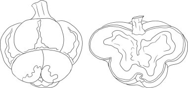 Farklı balkabaklarının el çizimleri ya da boyama sayfaları. Sonbahar sebzesi, sonbahar kabağı. Mevsimlik, Cadılar Bayramı ve Şükran Günü dekorasyonu. Vektör illüstrasyonu