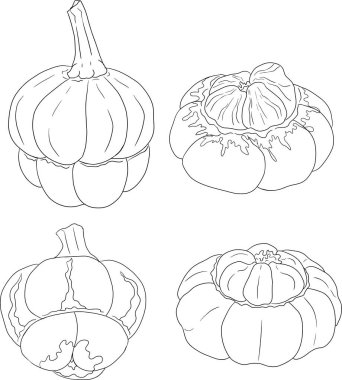 Farklı balkabaklarının el çizimleri ya da boyama sayfaları. Sonbahar sebzesi, sonbahar kabağı. Mevsimlik, Cadılar Bayramı ve Şükran Günü dekorasyonu. Vektör illüstrasyonu