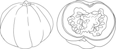 Farklı balkabaklarının el çizimleri ya da boyama sayfaları. Sonbahar sebzesi, sonbahar kabağı. Mevsimlik, Cadılar Bayramı ve Şükran Günü dekorasyonu. Vektör illüstrasyonu