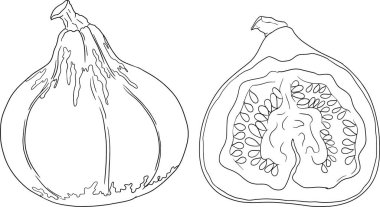 Farklı balkabaklarının el çizimleri ya da boyama sayfaları. Sonbahar sebzesi, sonbahar kabağı. Mevsimlik, Cadılar Bayramı ve Şükran Günü dekorasyonu. Vektör illüstrasyonu