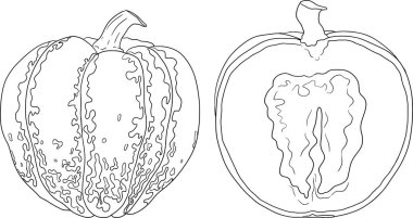 Farklı balkabaklarının el çizimleri ya da boyama sayfaları. Sonbahar sebzesi, sonbahar kabağı. Mevsimlik, Cadılar Bayramı ve Şükran Günü dekorasyonu. Vektör illüstrasyonu