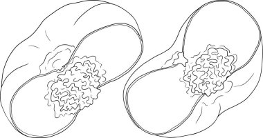 Şeftali dış hat vektörü. Elle çizilmiş kayısı çizimleri. Tam şeftali, dilimlenmiş şeftali, dilimler, dalda meyve, yapraklar. Vektör illüstrasyonu