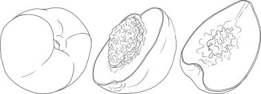 Şeftali dış hat vektörü. Elle çizilmiş kayısı çizimleri. Tam şeftali, dilimlenmiş şeftali, dilimler, dalda meyve, yapraklar. Vektör illüstrasyonu
