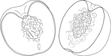 Şeftali dış hat vektörü. Elle çizilmiş kayısı çizimleri. Tam şeftali, dilimlenmiş şeftali, dilimler, dalda meyve, yapraklar. Vektör illüstrasyonu