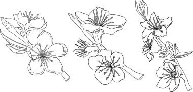 Şeftali dış hat vektörü. Elle çizilmiş kayısı çizimleri. Tam şeftali, dilimlenmiş şeftali, dilimler, dalda meyve, yapraklar. Vektör illüstrasyonu