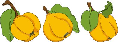 Vektör, renkli ayva elması meyveleri tam ve yarısı kesilmiş, tropik çiftlik bahçesi olgun hasadı, egzotik meyve tatlısı. Vektör illüstrasyonu