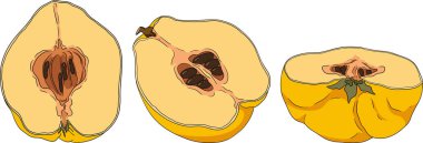 Vektör, renkli ayva elması meyveleri tam ve yarısı kesilmiş, tropik çiftlik bahçesi olgun hasadı, egzotik meyve tatlısı. Vektör illüstrasyonu