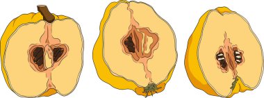 Vektör, renkli ayva elması meyveleri tam ve yarısı kesilmiş, tropik çiftlik bahçesi olgun hasadı, egzotik meyve tatlısı. Vektör illüstrasyonu