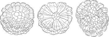 Sıra Pandan meyvesi, Sargassum. El çizimi siyah ve beyaz tropikal bitki. Pandanus tectorius vektör boyama sayfaları. Vektör illüstrasyonu