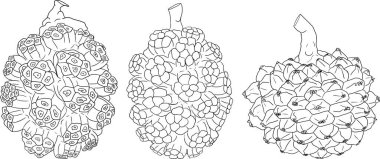 Sıra Pandan meyvesi, Sargassum. El çizimi siyah ve beyaz tropikal bitki. Pandanus tectorius vektör boyama sayfaları. Vektör illüstrasyonu