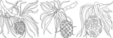 Sıra Pandan meyvesi, Sargassum. El çizimi siyah ve beyaz tropikal bitki. Pandanus tectorius vektör boyama sayfaları. Vektör illüstrasyonu