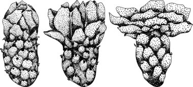 El çizimi, gravür, vektör Opuntia meyvesi, dikenli armut kaktüsü, Hint inciri, yenilebilir kaktüs. Vektör illüstrasyonu