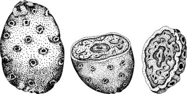 El çizimi, gravür, vektör Opuntia meyvesi, dikenli armut kaktüsü, Hint inciri, yenilebilir kaktüs. Vektör illüstrasyonu