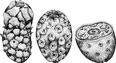 El çizimi, gravür, vektör Opuntia meyvesi, dikenli armut kaktüsü, Hint inciri, yenilebilir kaktüs. Vektör illüstrasyonu