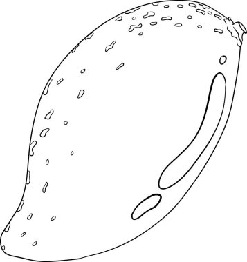 El çizimi mango. Tropik meyve vektör illüstrasyonu. Botanik renkli sayfalar. Vektör illüstrasyonu