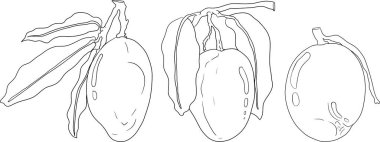 El çizimi mango. Tropik meyve vektör illüstrasyonu. Botanik renkli sayfalar. Vektör illüstrasyonu