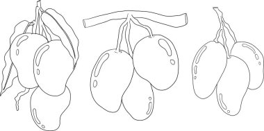 El çizimi mango. Tropik meyve vektör illüstrasyonu. Botanik renkli sayfalar. Vektör illüstrasyonu