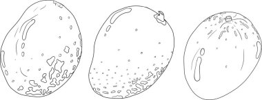 El çizimi mango. Tropik meyve vektör illüstrasyonu. Botanik renkli sayfalar. Vektör illüstrasyonu