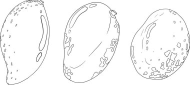 El çizimi mango. Tropik meyve vektör illüstrasyonu. Botanik renkli sayfalar. Vektör illüstrasyonu