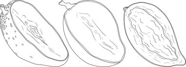 El çizimi mango. Tropik meyve vektör illüstrasyonu. Botanik renkli sayfalar. Vektör illüstrasyonu