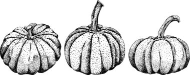 El çizimi, vektör, farklı kabak türlerinin kabartma çizimi. Sonbahar sebzesi, sonbahar kabağı. Mevsimlik, Cadılar Bayramı ve Şükran Günü dekorasyonu. - Evet. Vektör illüstrasyonu