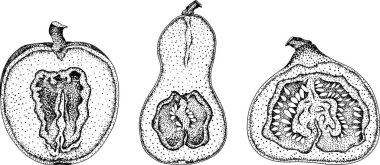 El çizimi, vektör, farklı kabak türlerinin kabartma çizimi. Sonbahar sebzesi, sonbahar kabağı. Mevsimlik, Cadılar Bayramı ve Şükran Günü dekorasyonu. - Evet. Vektör illüstrasyonu