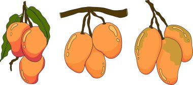 Elle boyanmış mango. Tropik meyve vektör illüstrasyonu. Botanik vintage objeler. Vektör illüstrasyonu