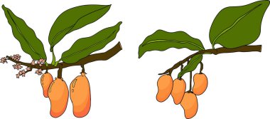 Elle boyanmış mango. Tropik meyve vektör illüstrasyonu. Botanik vintage objeler. Vektör illüstrasyonu