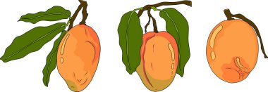 Elle boyanmış mango. Tropik meyve vektör illüstrasyonu. Botanik vintage objeler. Vektör illüstrasyonu