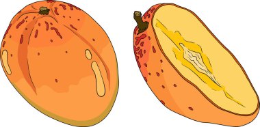 Elle boyanmış mango. Tropik meyve vektör illüstrasyonu. Botanik vintage objeler. Vektör illüstrasyonu