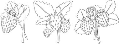 Çilek çizgisi çizimi seti, el çizimi botanik taslak çizimi. Yaz meyvesi monokrom skeci. Renklendirme kitapları, arkaplan, kalıp, ambalaj, logo için izole tasarım unsurları.