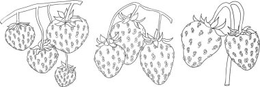 Çilek çizgisi çizimi seti, el çizimi botanik taslak çizimi. Yaz meyvesi monokrom skeci. Renklendirme kitapları, arkaplan, kalıp, ambalaj, logo için izole tasarım unsurları.