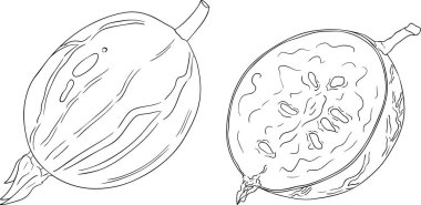 Bektaşi üzümü el çizimi vektör çizimi. Beyaz arka planda çiğ çileği çizimi böğürtlen ve yapraklar. Vektör illüstrasyonu