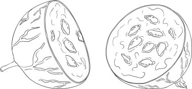 Bektaşi üzümü el çizimi vektör çizimi. Beyaz arka planda çiğ çileği çizimi böğürtlen ve yapraklar. Vektör illüstrasyonu