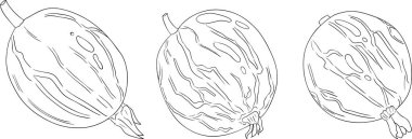 Bektaşi üzümü el çizimi vektör çizimi. Beyaz arka planda çiğ çileği çizimi böğürtlen ve yapraklar. Vektör illüstrasyonu