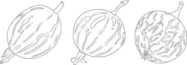 Bektaşi üzümü el çizimi vektör çizimi. Beyaz arka planda çiğ çileği çizimi böğürtlen ve yapraklar. Vektör illüstrasyonu