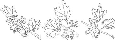 Bektaşi üzümü el çizimi vektör çizimi. Beyaz arka planda çiğ çileği çizimi böğürtlen ve yapraklar. Vektör illüstrasyonu